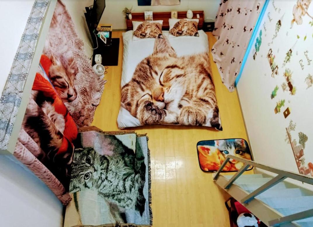 Shibuya Shinjyuku Cat House ! Tóquio